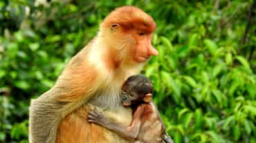 Mono narigudo con su cría