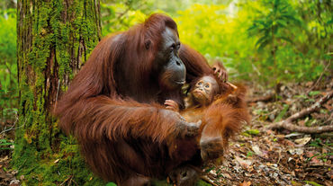 Orangután con su cría