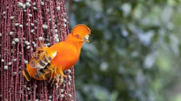 Gallito de las rocas guayanés (Rupicola rupicola)