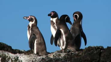 Pingüinos Humboldt en Chile