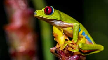 Una colorida rana verde de ojos rojos está sentada sobre una flor