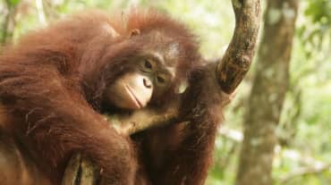 Orangután en Kalimantan Central, Borneo