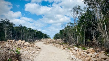 Deforestación para construir las vías del Tren Maya