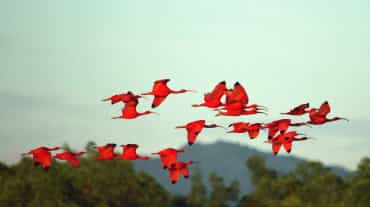 Un grupo de aves de la especie ibis escarlata en pleno vuelo