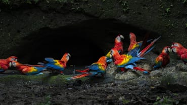 Grupo de guacamayas escarlata en el Parque Nacional Yasuní, en la Amazonía ecuatoriana