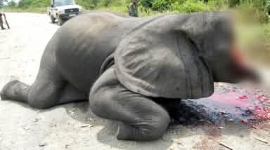 Imagen sensible, desenfocada: caza ilegal de un elefante en el Parque Nacional Virunga para arrancar su marfil