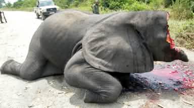 Elefante cazado ilegalmente en el Parque Nacional Virunga con la cabeza destrozada para arrancarle violentamente el marfil