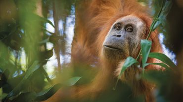 Orangután de Tapanuli o Pongo tapanuliensis