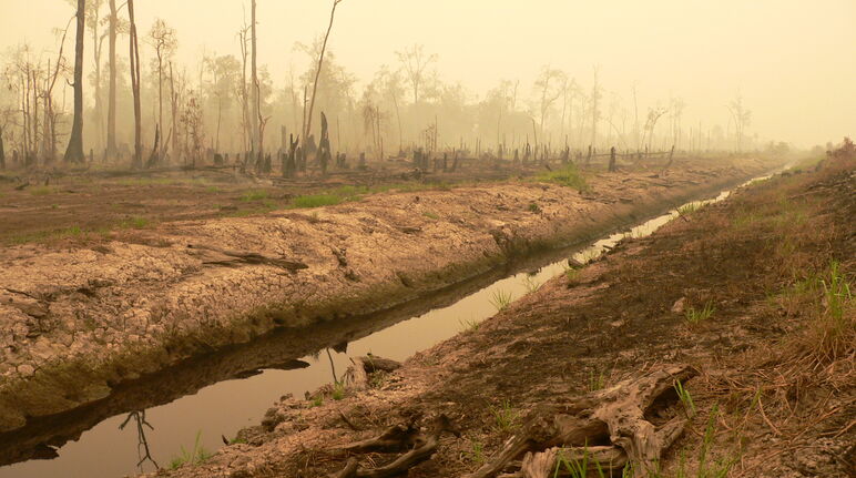 Turbera deforestada para el proyecto de 1 millón de hectáreas de arroz en Kalimantan Central