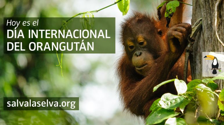 Salva la Selva celebra el Día Mundial del Orangután - 19 de Agosto Orangután de Borneo