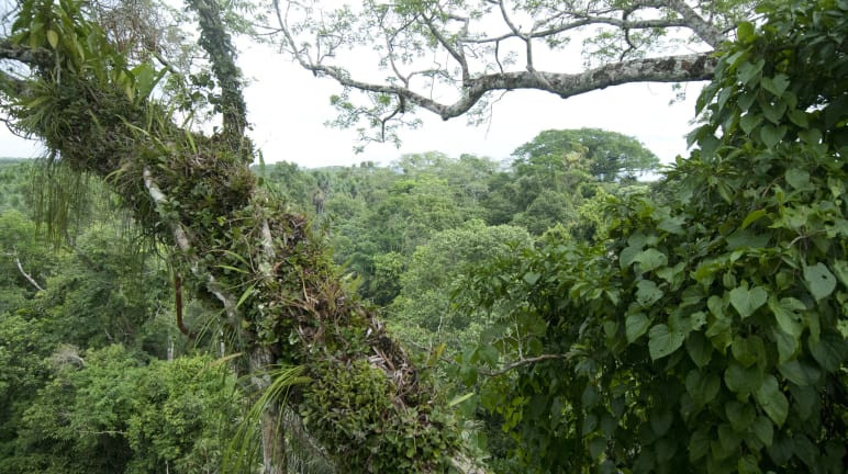 Parque Nacional Yasuní en Ecuador