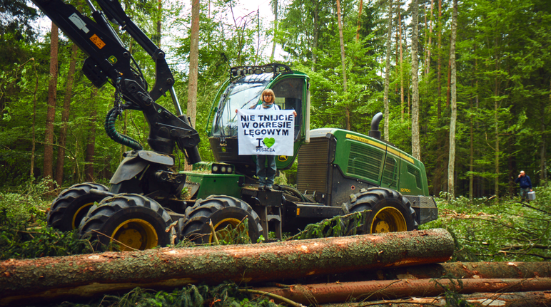 Activistas han detenido una y otra vez las máquinas. Ahora el Tribunal Europeo apoya su acción. Protesta contra la tala del bosque de Bialowieza en Polonia