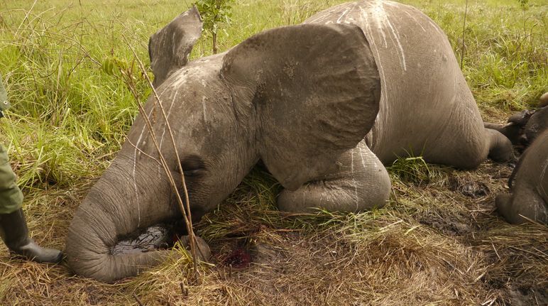 Elefante víctima de la caza furtiva