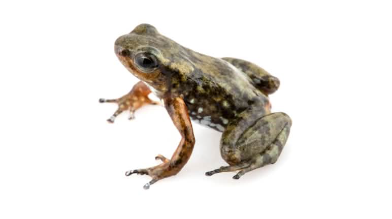 Rana nodriza confusa, especie endémica del Ecuador Rana nodriza confusa (Ectopoglossus Confusus), endémica de la zona de Intag, Ecuador