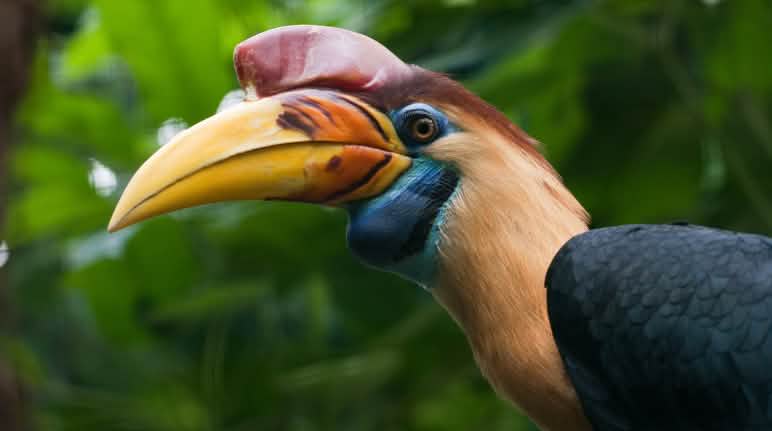 Los cálaos viven en la isla de Célebes Cálao