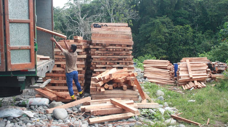 Carga de madera de balsa en camiones