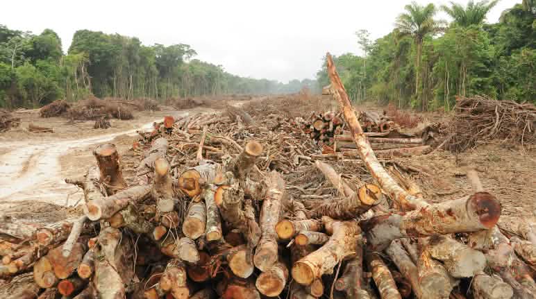 Árboles talados a orillas del río Xingu, Brasil