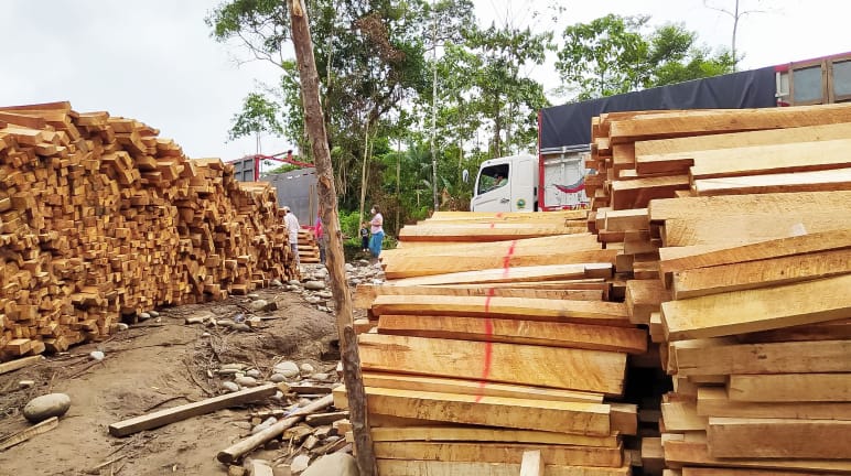 Madera de balsa apilada en la Amazonía, Ecuador