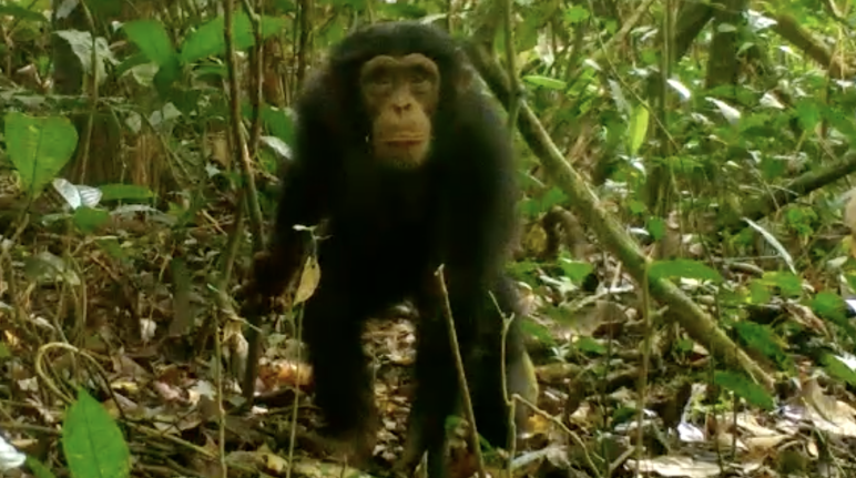 Chimpancé en el Parque Nacional de Grebo-Krahn, Liberia