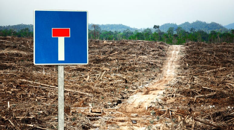 Destrucción de la selva tropical para establecer cultivo de palma aceitera, fotomontaje con señal de camino cortado.