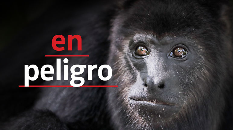 Mono aullador negro (Alouatta carayá) "en peligro"