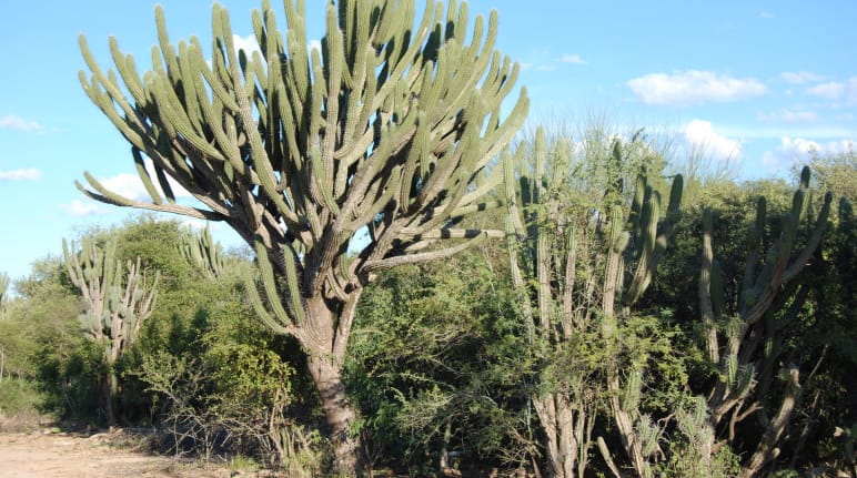 Detalle de la vegetación del bosque seco del Chaco paraguayo, cerca de la comunidad Wonta-Santa Rosa