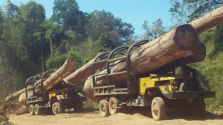 Contrabando de madera en camión de Camboya a Vietnam