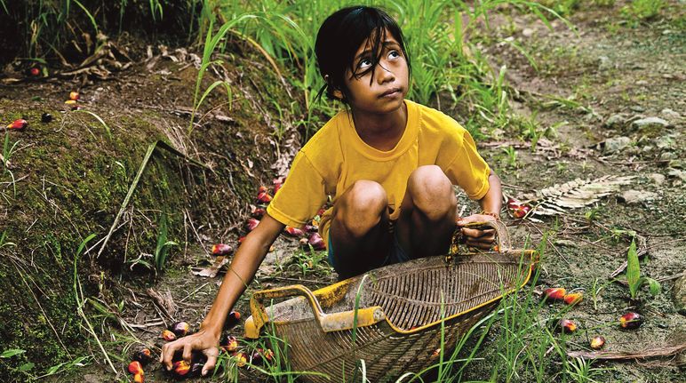 La selva es más importante que las ganancias empresariales