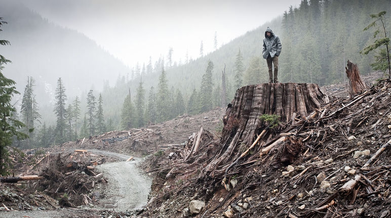 Tala de bosque costero en la isla de Vancouver en Columbia Británica, Canadá