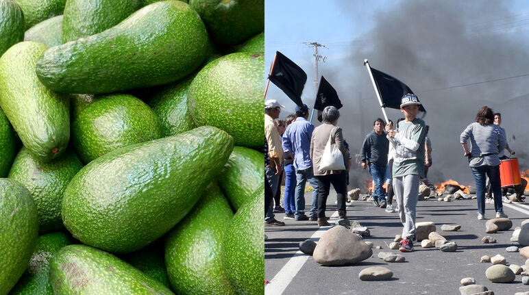 Composición fotográfica con aguacates y manifestación en defensa del agua