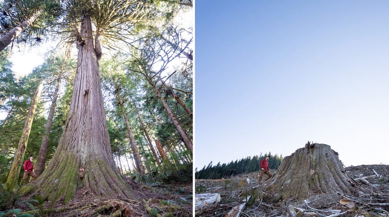 Tala de bosque costero en la isla de Vancouver en Columbia Británica, Canadá