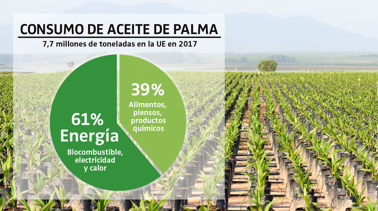 Gráfico - Uso de aceite de palma en la UE en 2017 / Fondo, plantación de palma aceitera