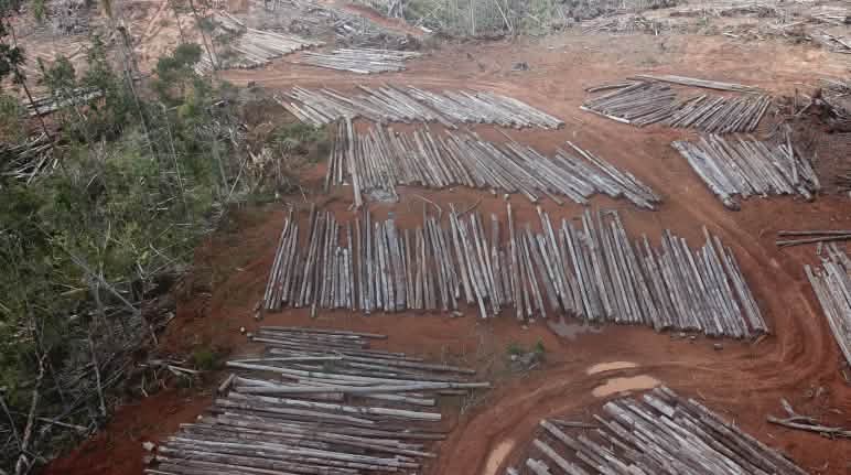 Tala para una mega plantación de palma en Papua Tala para establecer una plantación de palma aceitera, por parte de PT Digoel Agri en Papua
