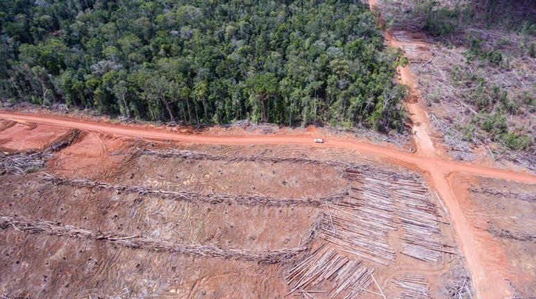 Vista aérea de la tala de bosque para establecer plantaciones de palma aceitera en Papua, Indonesia