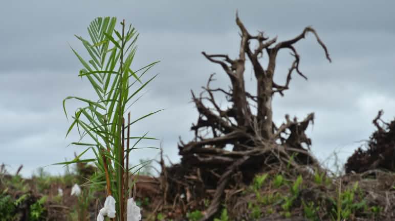 La selva de Malasia se destruye por la expansión de la palma aceitera Un bosque de turba se ha talado para plantar aceite de palma en Sarawak, Malasia