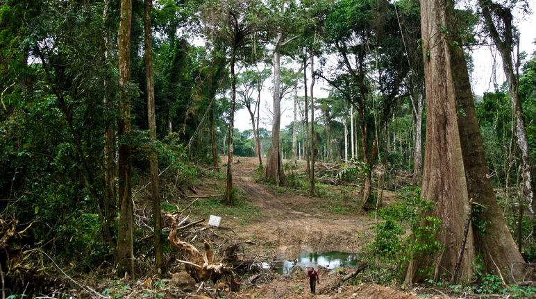 Ekuri es uno de los últimos bosques tropicales que quedan en el mundo