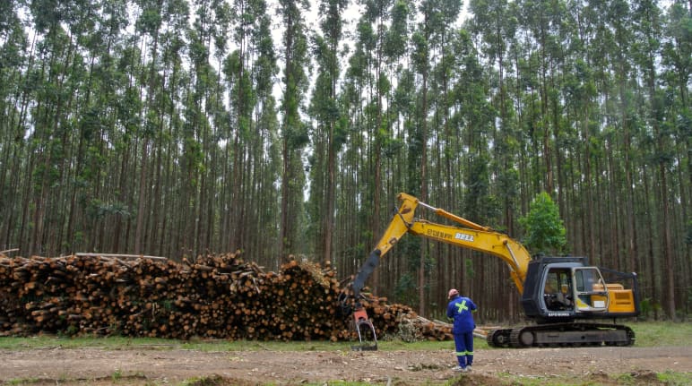 Plantación de árboles de eucalipto de crecimiento rápido en Sudáfrica al fondo. Delante, una máquina cosechadora junto a la madeera ya talada.