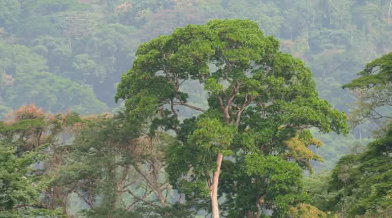 La construcción de una autopista en Nigeria amenazaba el bosque de los gorilas Selva tropical de Nigeria