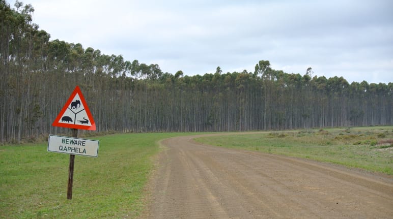 Plantación industrial de árboles en Sudáfrica