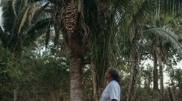 Los frutos de la palmera babasú son una importante fuente de ingresos Una mujer contempla una palmera babasú y sus frutos colgantes