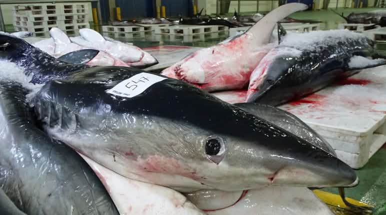 Tiburones en la lonja de Vigo Tiburones muertos recién llegados a puerto