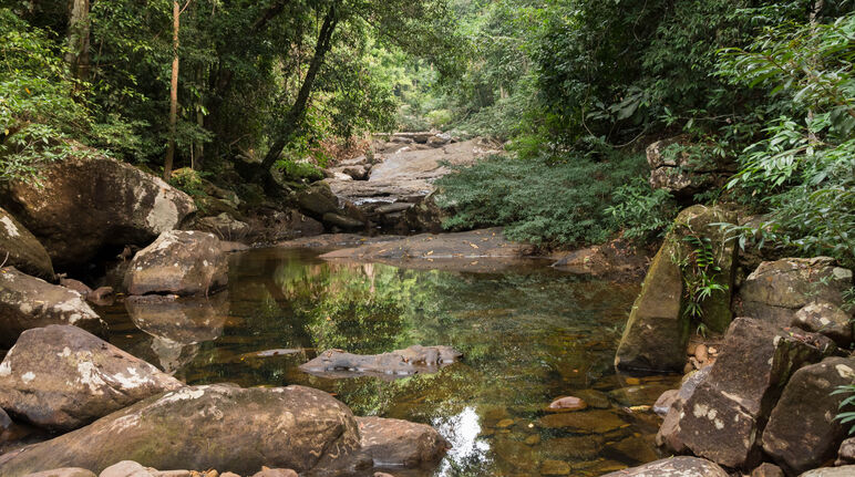 El agua baja por el río rocoso atravesando la selva tropical