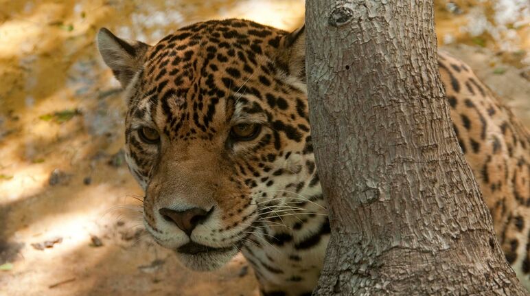 Jaguar (Pantera onca)