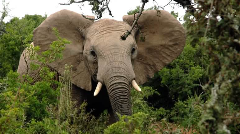 Se calcula que cada año se cazan furtivamente entre 20.000 y 30.000 elefantes africanos. Elefante africano en el bosque