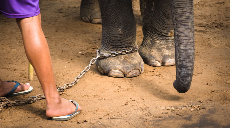 Elefante junto a su guardián