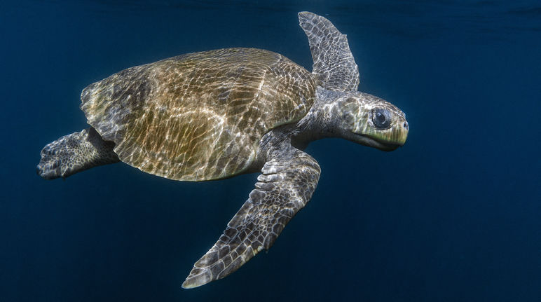 Tortuga marina Olive Ridley