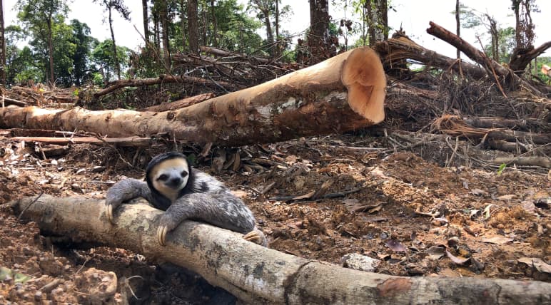Un perezoso de garganta blanca se aferra al tronco de un árbol talado en la selva tropical