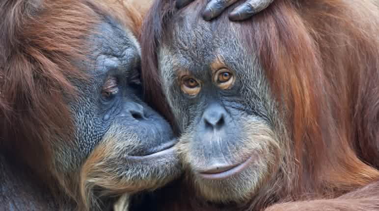 Los orangutanes están en peligro de extinción Dos orangutanes
