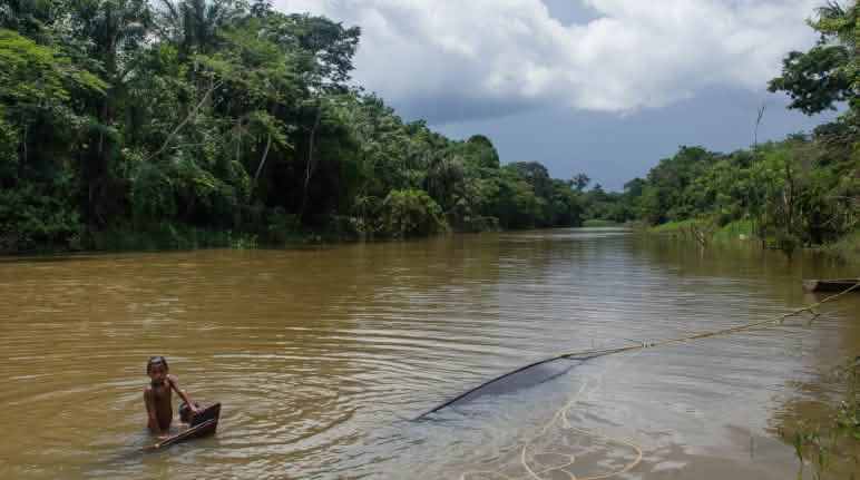 El río está contaminado con mercurio y es necesario tomar medidas urgentes Igapo Project - Los Monos