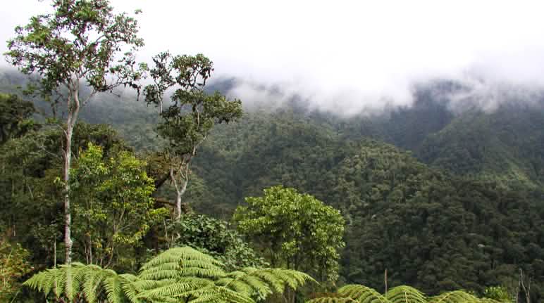 Bosque nublado amenazado por la minería Bosque nublado en la región de Intag, norte de Ecuador